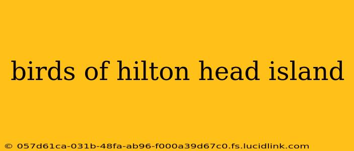 birds of hilton head island
