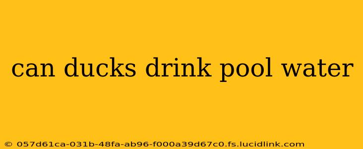 can ducks drink pool water