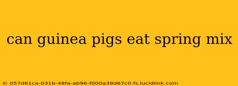 can guinea pigs eat spring mix