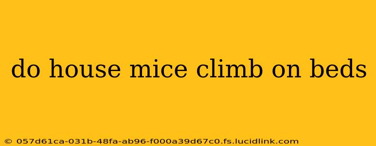do house mice climb on beds