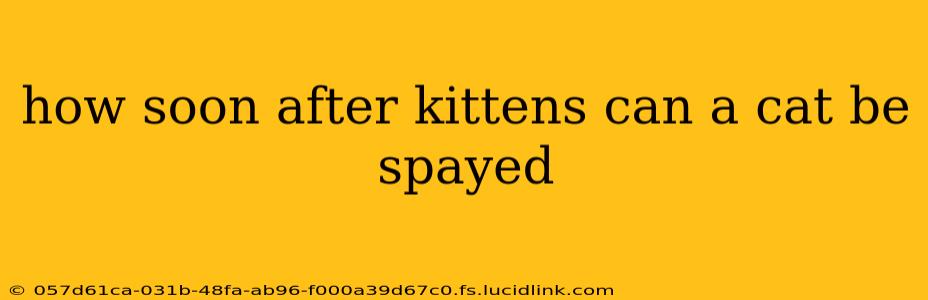 how soon after kittens can a cat be spayed