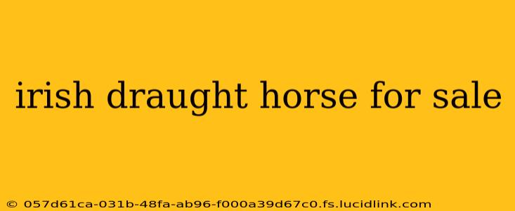 irish draught horse for sale