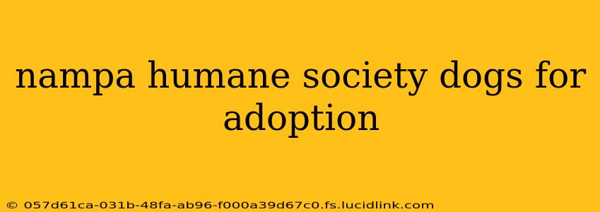 nampa humane society dogs for adoption