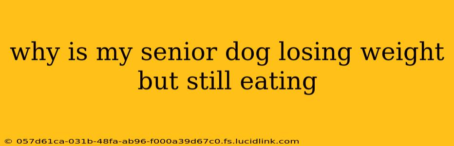 why is my senior dog losing weight but still eating